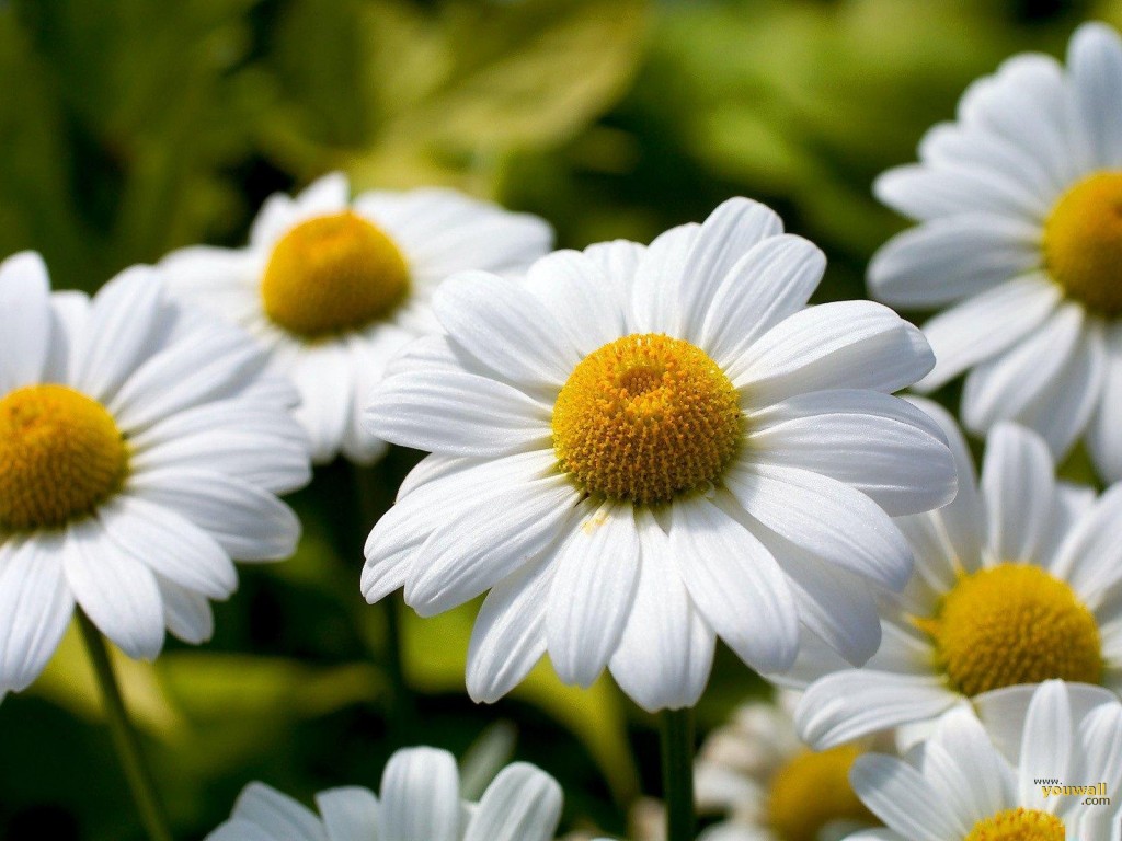 Pushing-up-daisies4-1024x768